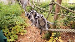 Kattas, eine Lemuren-Art (Foto: SR)