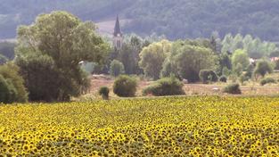 Lothringen Cleanfood, Sonnenblumenfeld (Foto: SR)