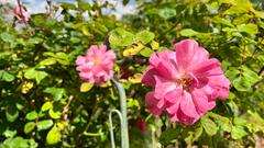 Zwei rosa Rosen blühen (Foto: SR/Corinna Kern)