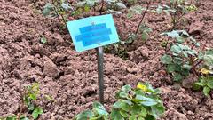 Ein Hinweisschild weist auf die Rose "Liebeszauber" hin (Foto: SR/Corinna Kern)