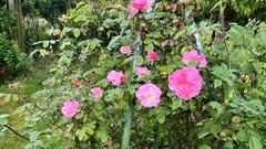 Rosa Rosen im Rosengarten in Welschbach (Foto: SR/Corinna Kern)