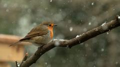 Rotkehlchen im Schneetreiben - Sulzbach-Neuweiler (Foto: Andreas Both)