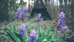 Die Hütte im Wald (Foto: Fabian Hoppstädter)