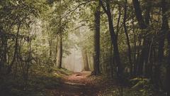 Früh morgens im Wald bei Homburg (Foto: Fabian Hoppstädter)