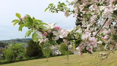 Der Apfelbaum blüht gerade in voller Pracht. (Foto: Frank Nüsken)