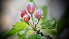 Die erste Apfelblüte (Foto: Günter Endres)