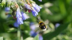 Hummelchen im Anflug auf Beinwellblüten (Foto: Helmut Dörr)