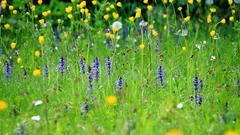 Eine blühende Wiese (Foto: Günter Endres)