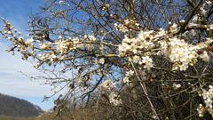 Frühling am Dillinger Angelweiher  (Foto: Hiltrud Wald)