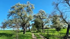 Blühende Bäume auf dem Saargau bei Gerlfangen (Foto: Michael Jacob)