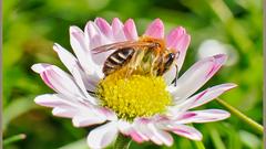 Gänseblümchen mit Biene (Foto: Carsten Brettnacher)
