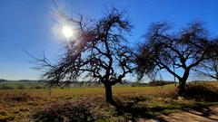 Zwei alte Apfelbäume am Wegesrand vor einem strahlend blauen Himmel im Vorfrühling bei Güdesweiler. (Foto: Klaus Lermann)