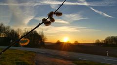 Sonnenaufgang - Weidekätzchen im Gegenlicht. (Foto: Günter Gebel)