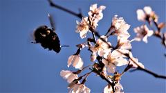 Hummelflug auf Blüten (Foto: Lothar Beining)