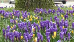 Krokusblüte am Rathaus in St. Ingbert (Foto: Jürgen Bost)