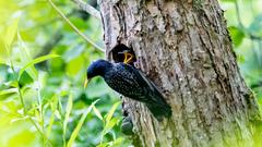 Vogelnachwuchs im Mai (Foto: Bernd Müller)