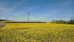 Rapsfeld bei Neuforweiler (Foto: Petra Molitor)