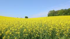 Riesige Rapsfelder am Sonnenhof von Fremersdorf (Foto: Heinz Domer)