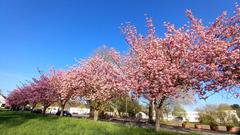 Die rosa Blüten der Zierkirschbäume an satter grüner Wiese unter strahlend blauem Himmel in Rehlingen (Foto: Heinz Domer)