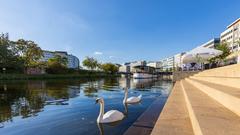 Schwäne auf der Saar in Saarbrücken (Foto: Klaus Maurer)