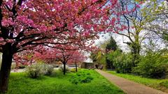 Spaziergang am Saaraltarm in Saarlouis. Viele Bäume der Japanischen Kirsche stehen hier in voller Blüte.  (Foto: Monika Braun)