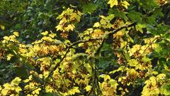 Licht- und Schattenspiel (Foto: Elke Neis)
