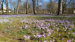 Schöne Blumenwiese im Park von Ensdorf (Foto: Harald Altmaier)