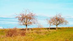 Sonnige Grüße aus Bous. Streuobstwiese im Herbst. (Foto: Saskia Schüssler)