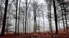 Wetterimpressionen aus dem Riegelsberger Wald (Foto: Günter Endres)