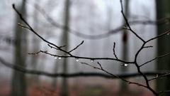Regentropfen im Wald (Foto: Günter Endres)