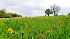 Blühendes Biosphärenreservat bei Heckendalheim (Foto: Dieter Tomm)