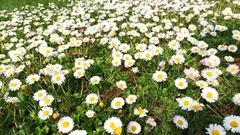 Gänseblümchen auf dem Kinderspielplatz im Brühlpark  (Foto: Elke Neis)