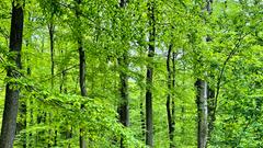 Wald in Saarwellingen (Foto: Hermann Portz)