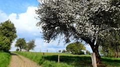 Apfelblüte an einem Feldweg bei Bliesen (Foto: Klaus Lermann)