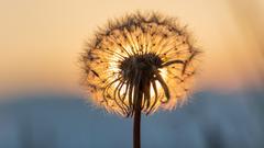 Eine Pusteblume vor dem Sonnenuntergang (Foto: Klaus Maurer)