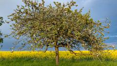 Wiese mit blühendem Apfelbaum (Foto: Klaus Maurer)