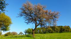 Alter Apfelbaum in Vollblüte (Foto: Klaus Lermann)