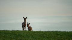 Rehe in der Dämmerung (Foto: Anneliese Schumacher)