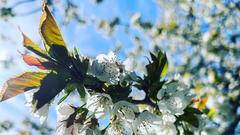 Kirchblüten in Oberthal (Foto: Julia Raber)