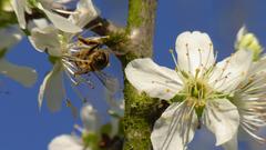 Bienen bestäuben Obstbaumblüten in Aschbach (Foto: Rita Willms)