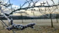 Raureif im Hochwald bei Nonnweiler (Foto: Olaf Senger)