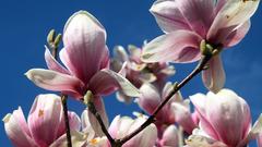 Die Magnolien blühen in St. Ingbert (Foto: Jürgen Bost)