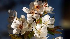 Obstblüten im Schlaglicht bei Oberkirchen (Foto: Joachim Lorenz)