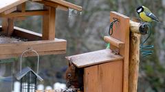 Vögel und Nagetiere bedienen sich am Futterhäuschen im Primstal (Foto: Günter Gebel)