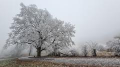 Nebel gefriert an Bäumen und Sträuchern auf dem Schaumberg (Foto: Anton Didas)