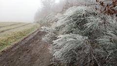 Raureif auf dem Betzelhübel in Ottweiler (Foto: Winfried Dauster)
