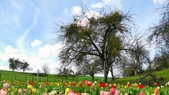 Ein blühendes Tulpenfeld (Foto: Gebel)