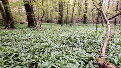 Der Waldboden erwacht in Völklingen (Foto: Gabriele Köcher)