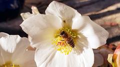 Wildbienen auf Christrosenblüten in Schiffweiler (Foto: Bärbel Marx)