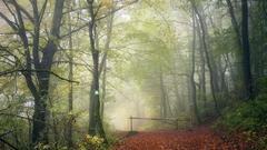 Mystische Herbststimmung im Wald bei Siersberg in Rehlingen auf dem Weg zur Siersburg (Foto: Elke Schneider)